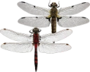 : Libellulidae.