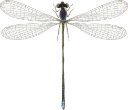 : Nehalennia speciosa.