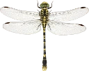 : Onychogomphus forcipatus.