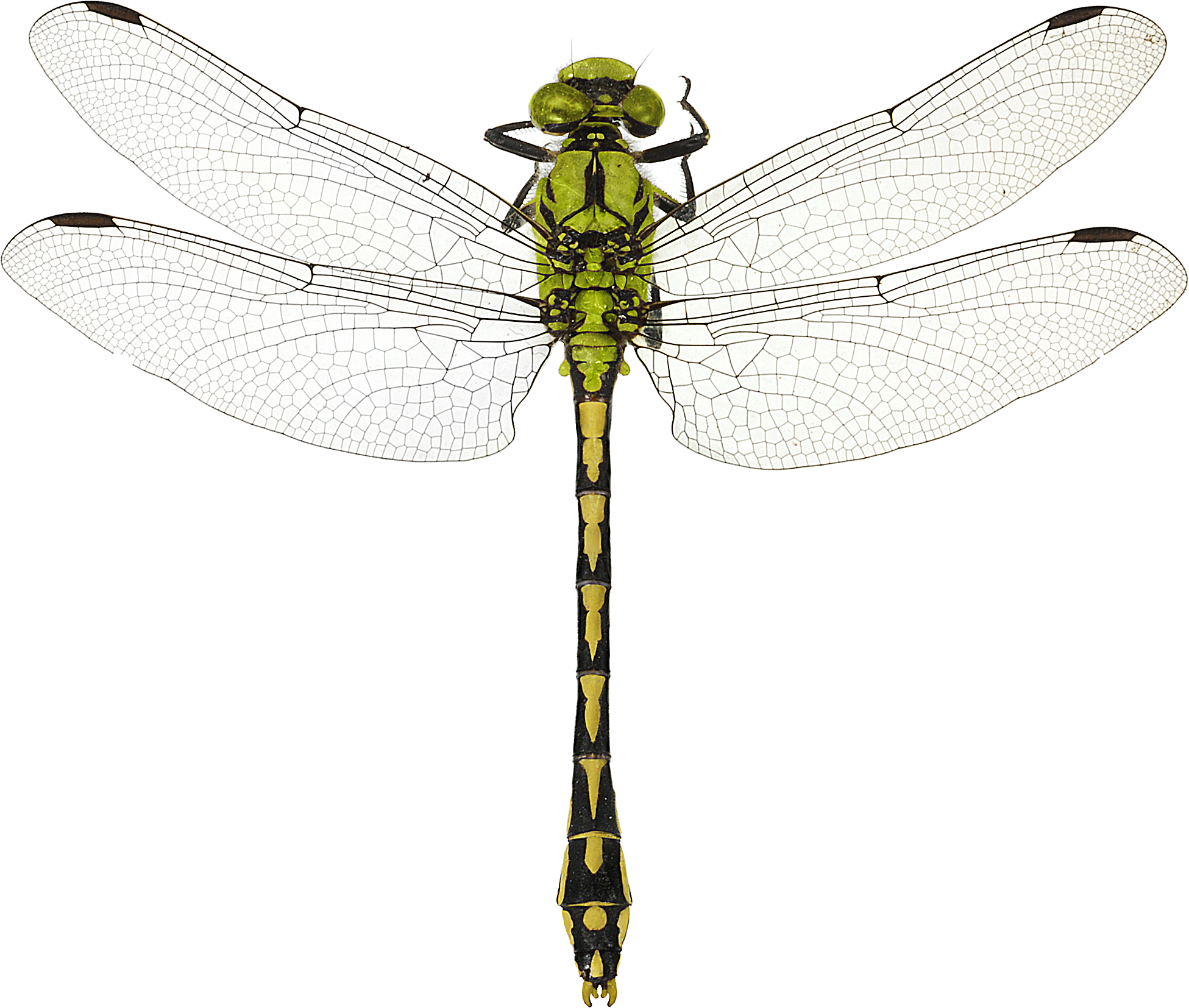 : Ophiogomphus cecilia.