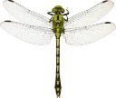 : Ophiogomphus cecilia.