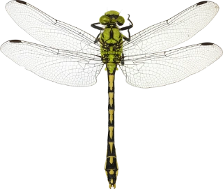 : Ophiogomphus cecilia.