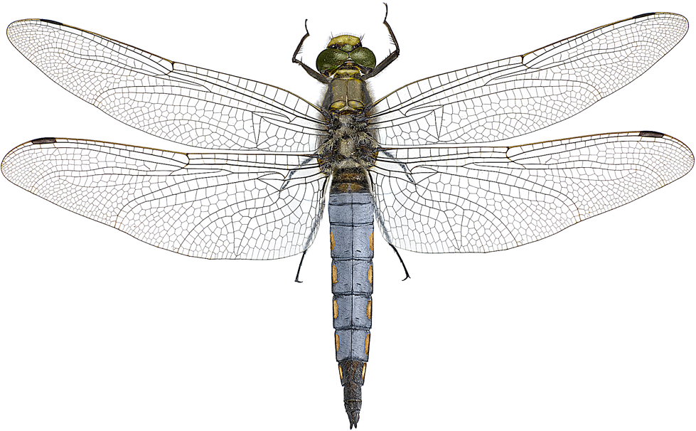 : Orthetrum cancellatum.