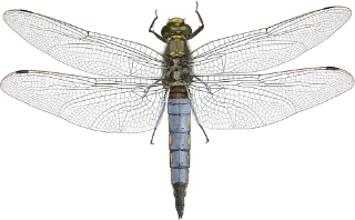 : Orthetrum cancellatum.