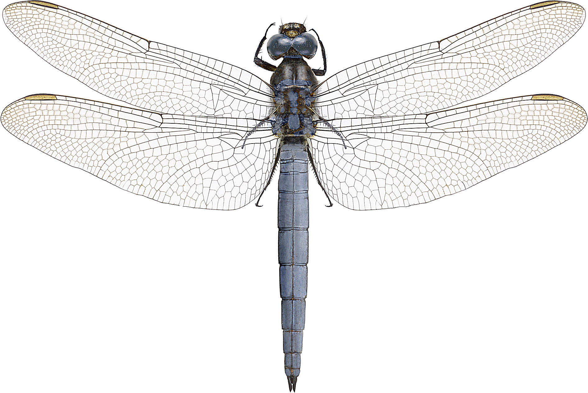 : Orthetrum coerulescens.