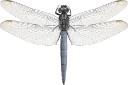 : Orthetrum coerulescens.