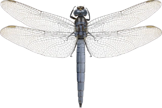 : Orthetrum coerulescens.