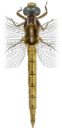 : Orthetrum coerulescens.