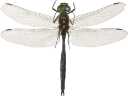 : Somatochlora arctica.