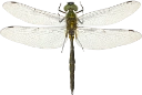 : Somatochlora flavomaculata.