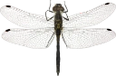 : Sympetrum danae.