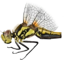 : Sympetrum danae.