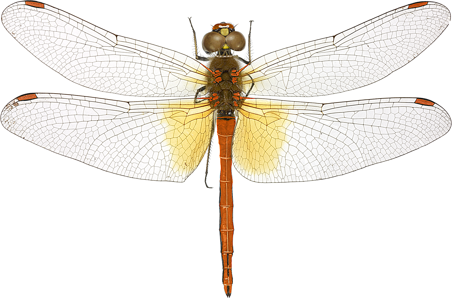 : Sympetrum flaveolum.