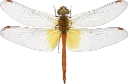 : Sympetrum flaveolum.
