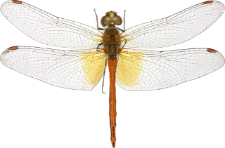 : Sympetrum flaveolum.