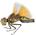 : Sympetrum flaveolum.