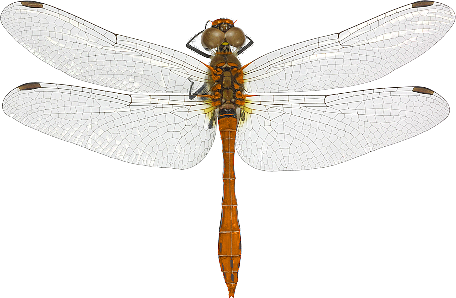 : Sympetrum sanguineum.