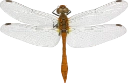 : Sympetrum sanguineum.
