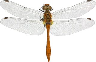 : Sympetrum sanguineum.