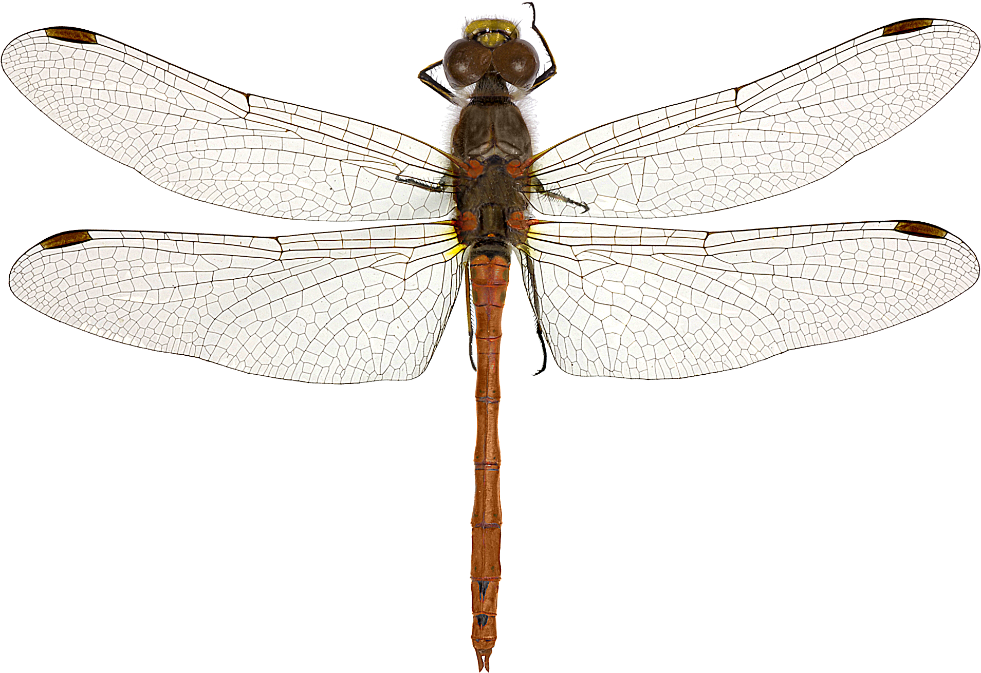 : Sympetrum striolatum.