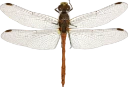 : Sympetrum striolatum.