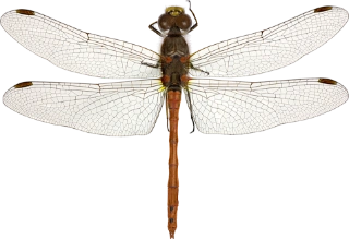 : Sympetrum striolatum.