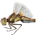 : Sympetrum striolatum.