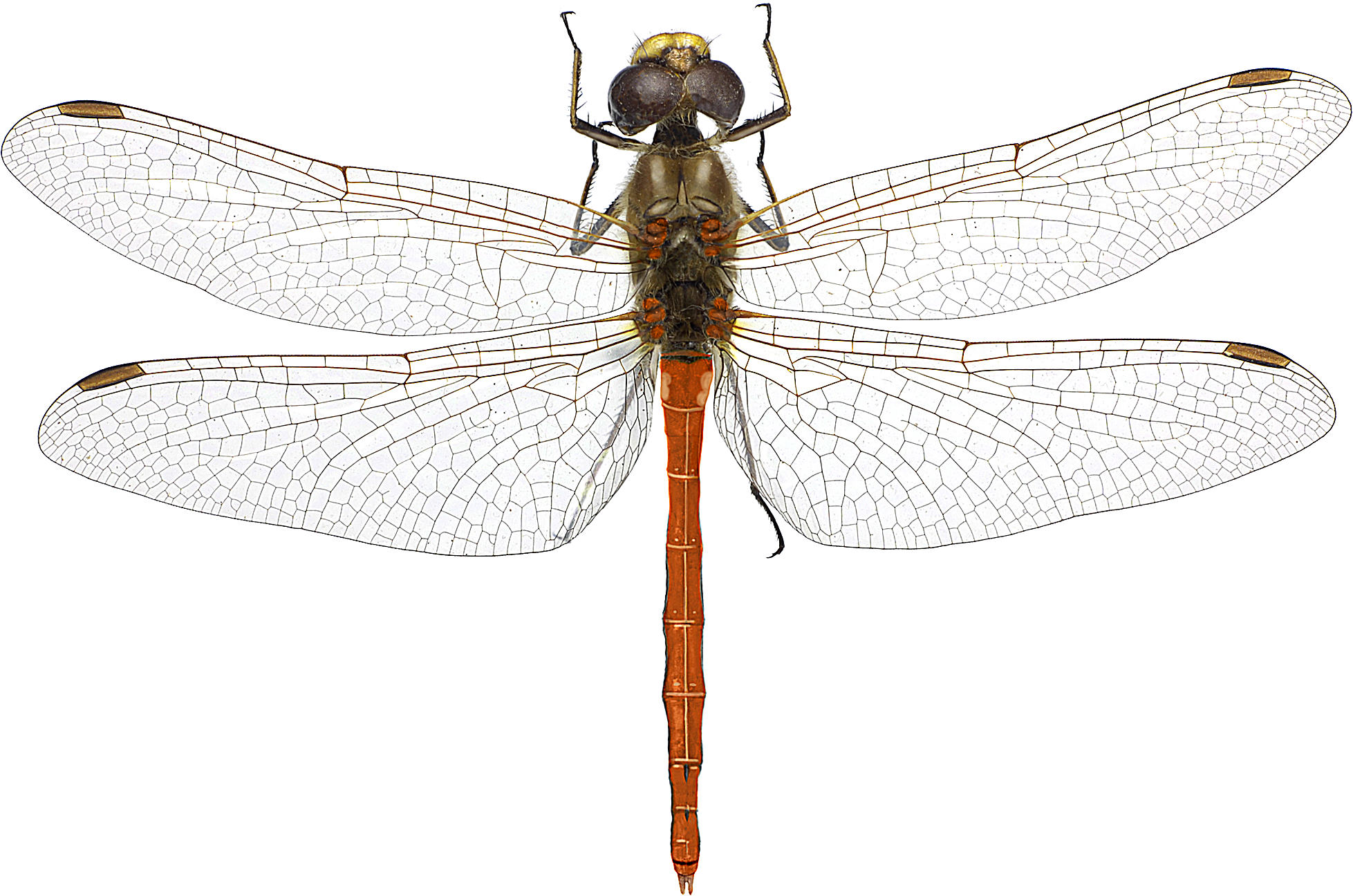 : Sympetrum vulgatum.