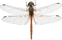 : Sympetrum vulgatum.