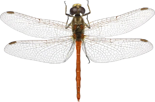 : Sympetrum vulgatum.