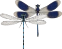 : Zygoptera.