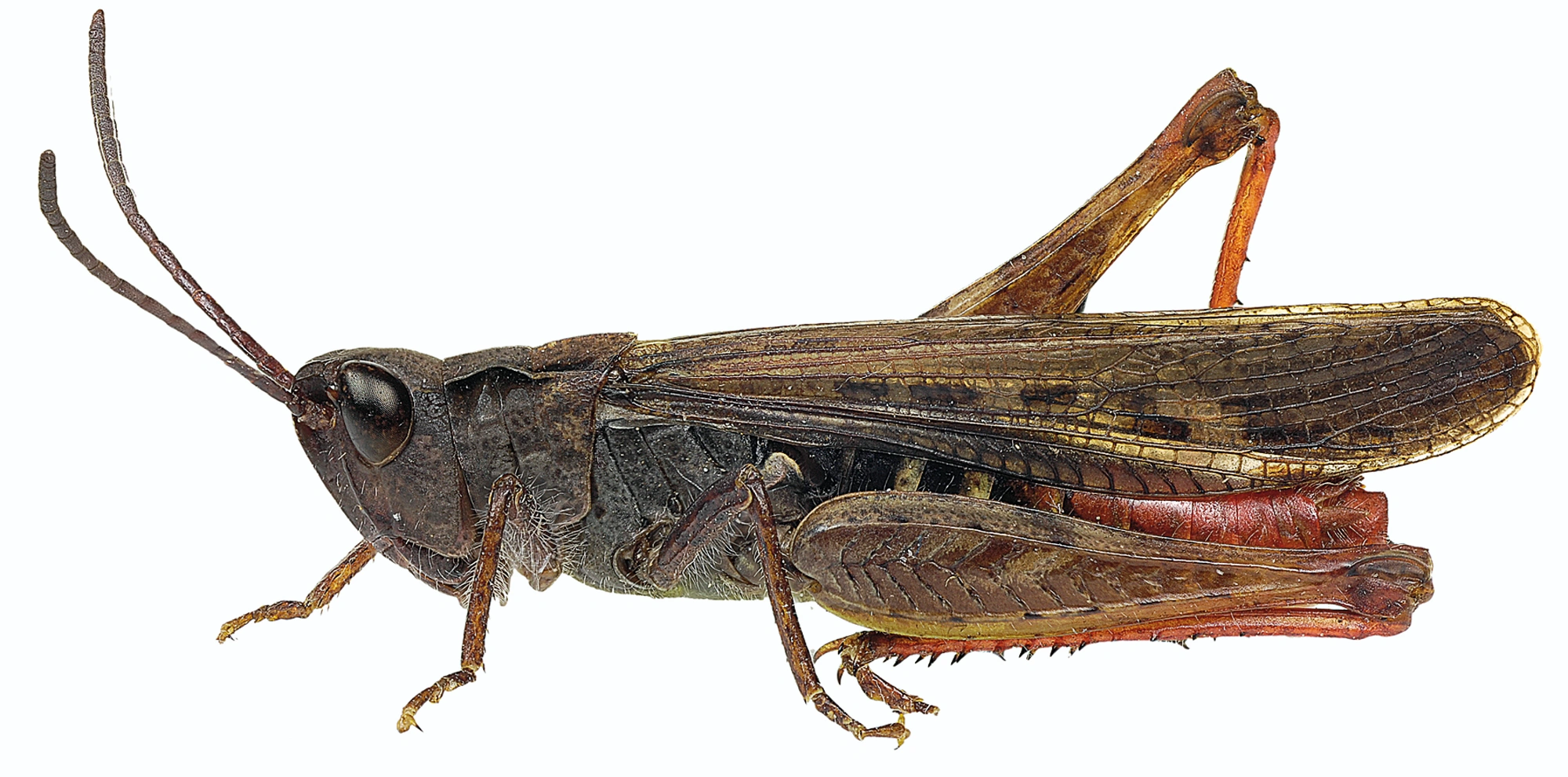 : Chorthippus biguttulus.