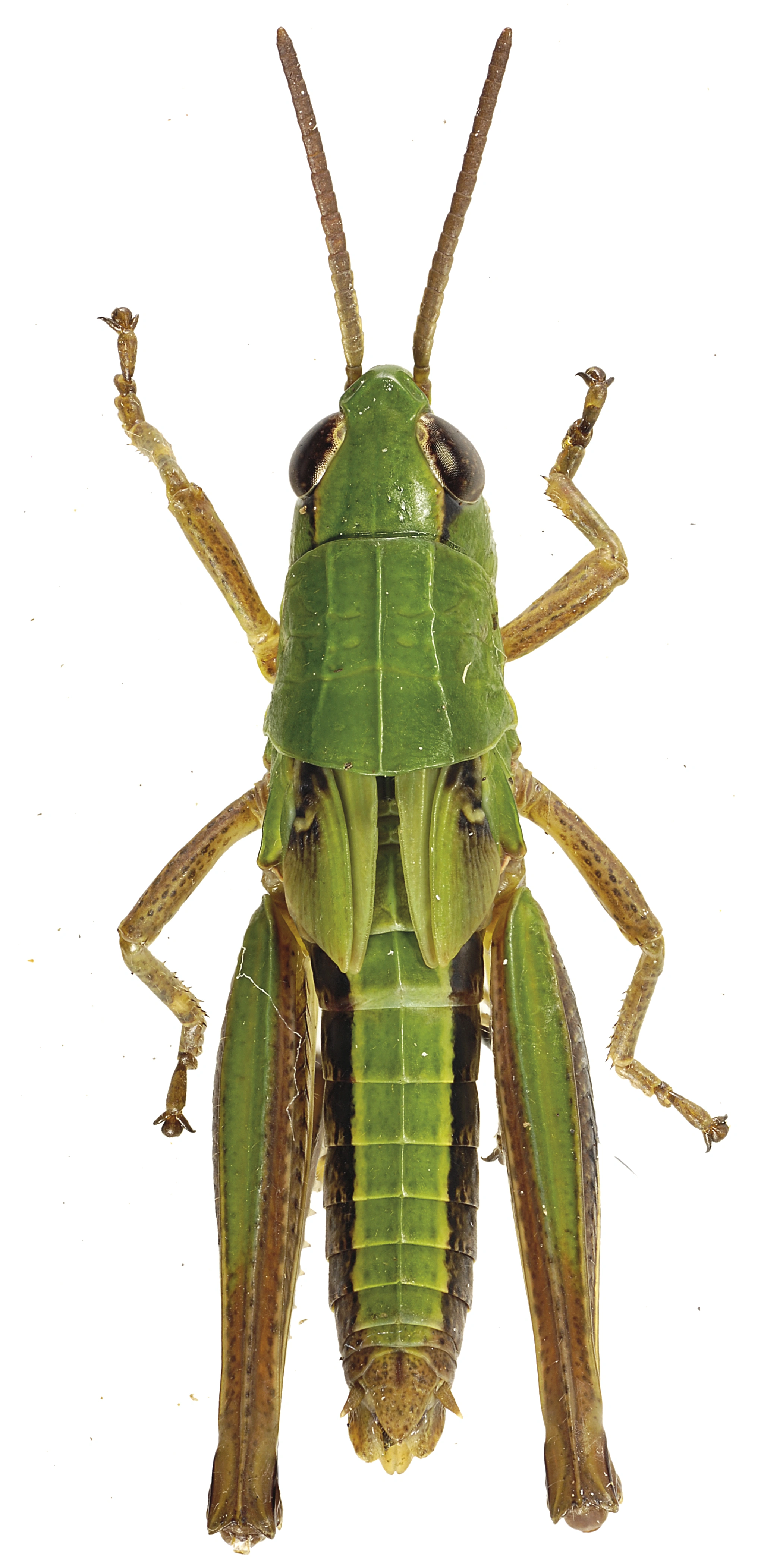 : Pseudochorthippus parallelus.