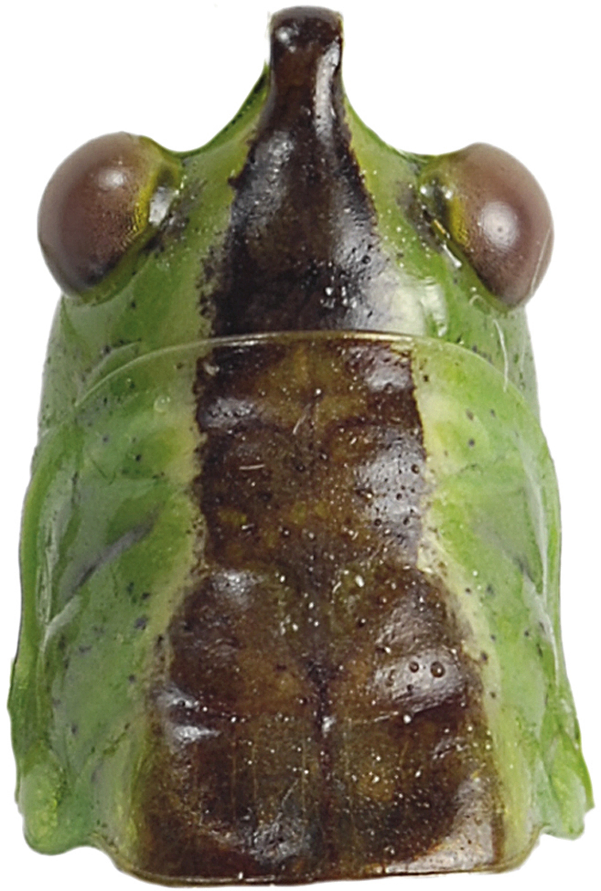 : Conocephalus dorsalis.