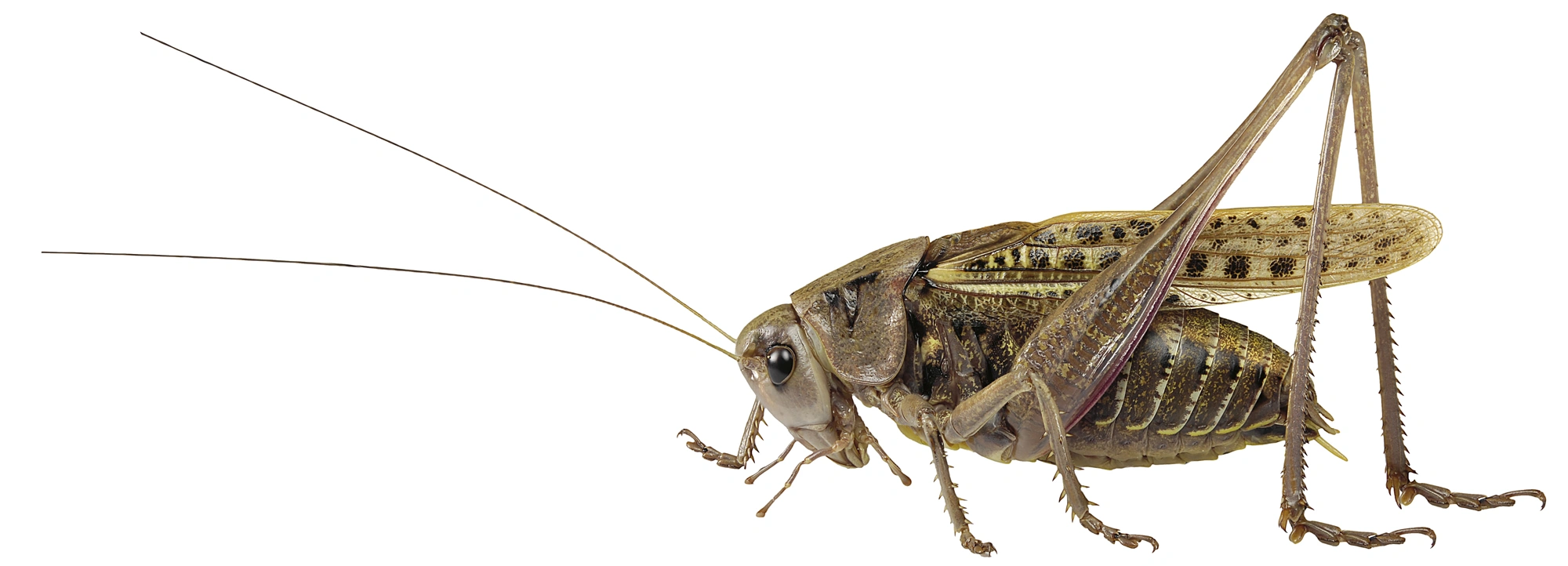 : Decticus verrucivorus.