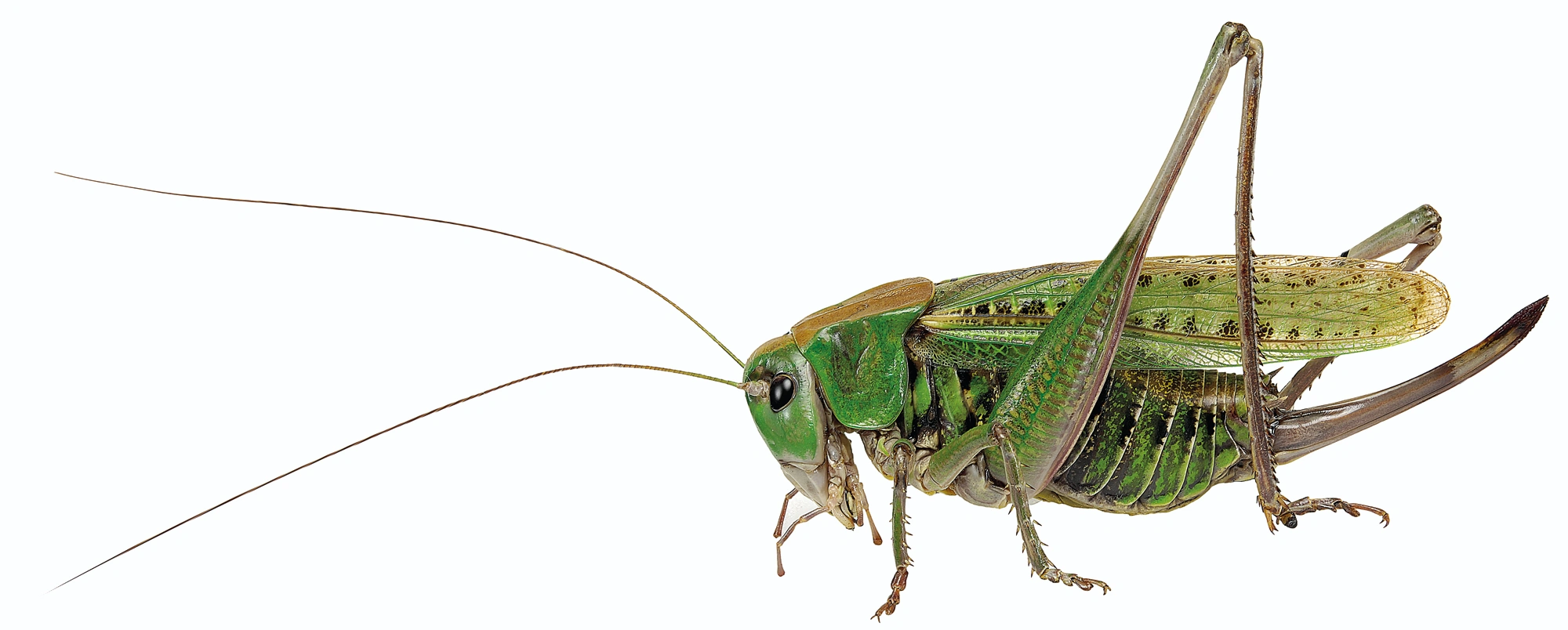 : Decticus verrucivorus.