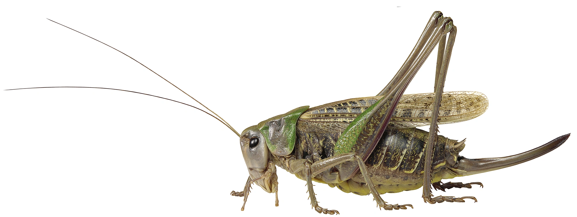 : Decticus verrucivorus.