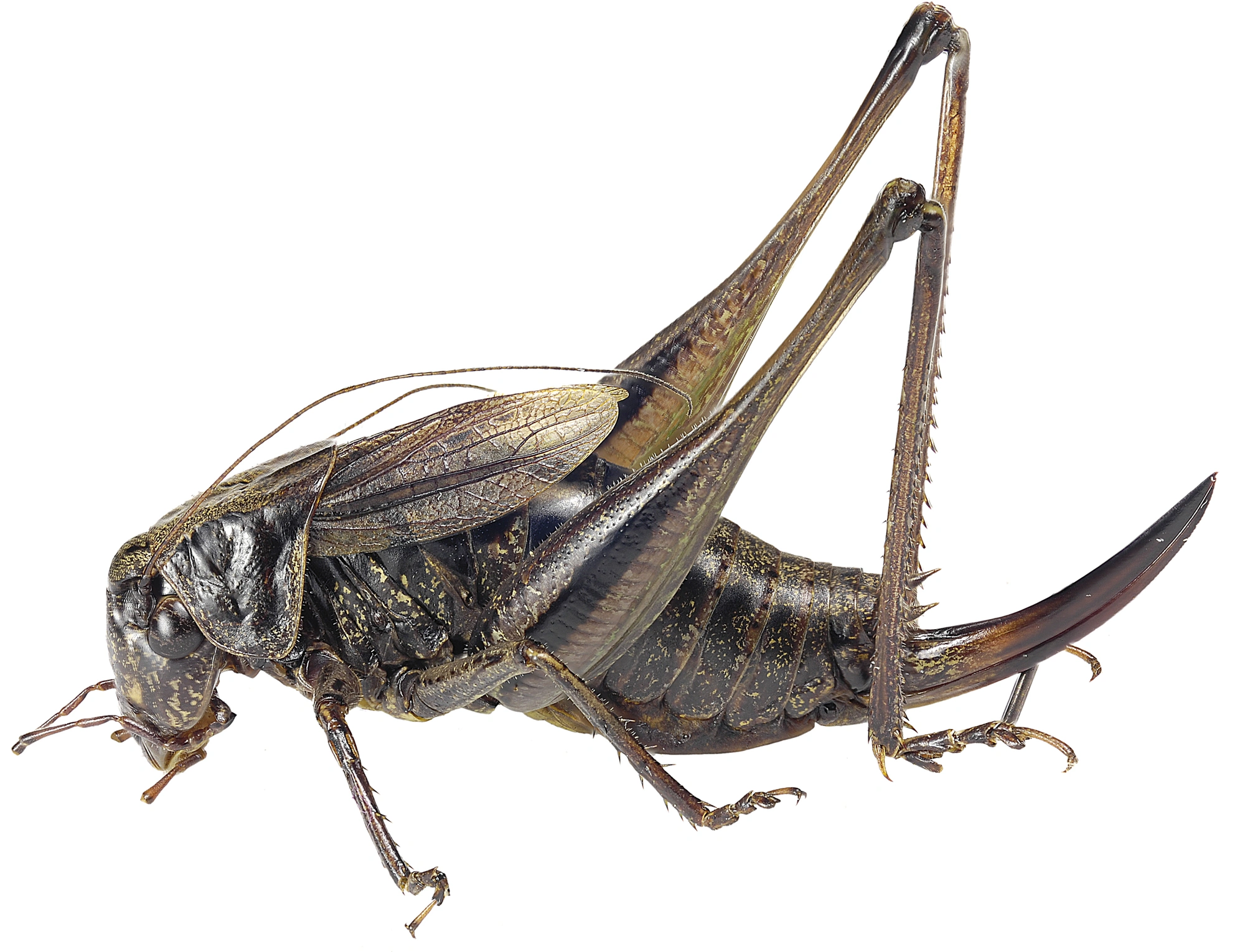 : Metrioptera brachyptera.