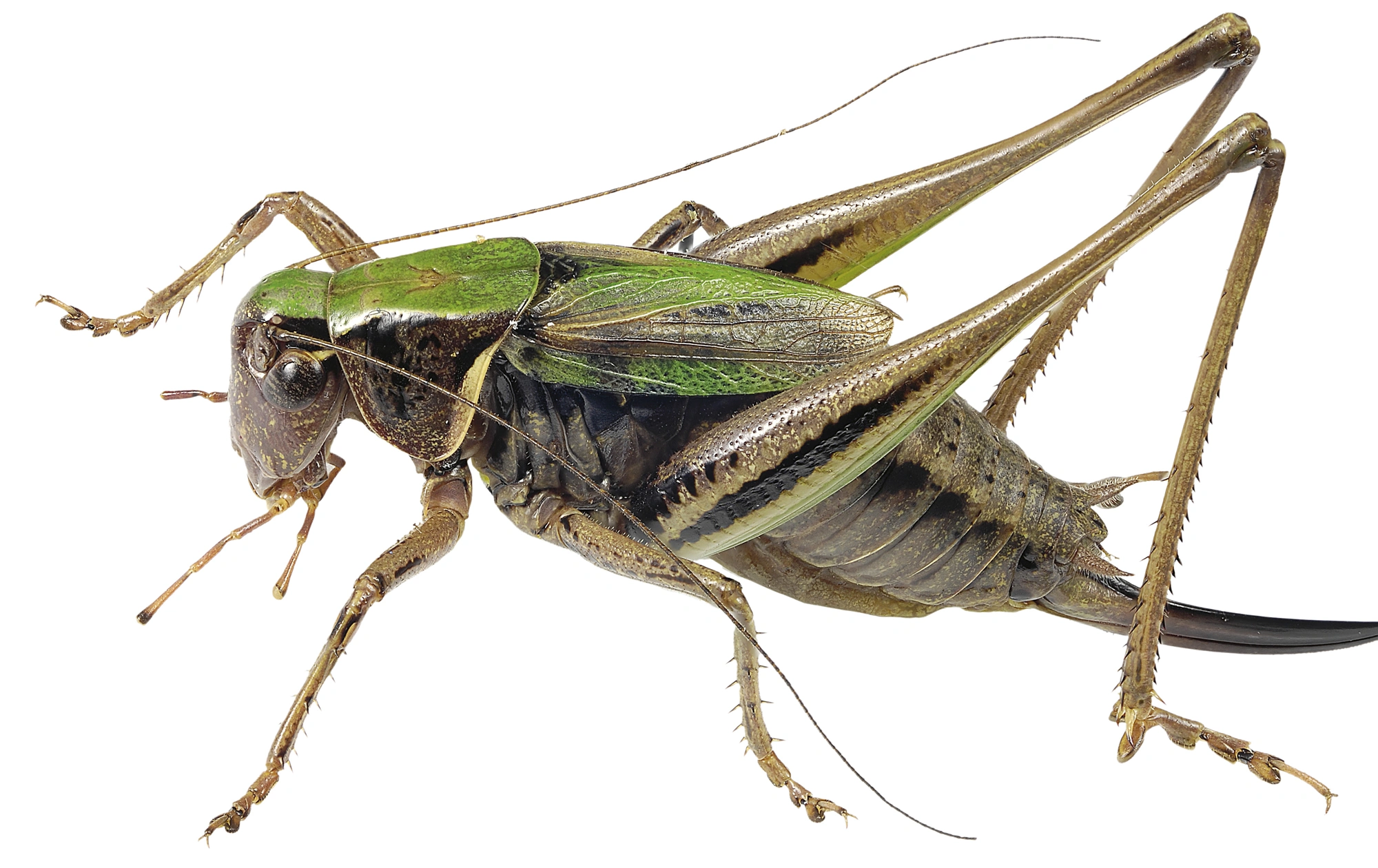 : Metrioptera brachyptera.