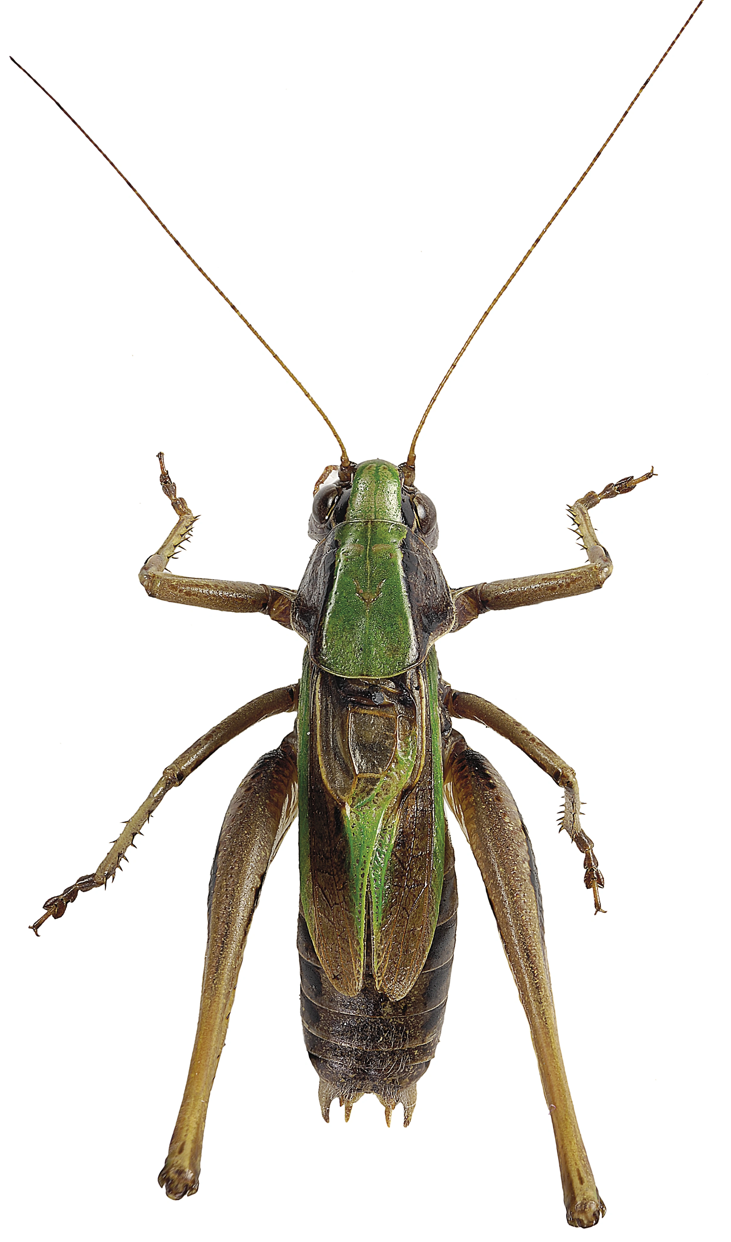 : Metrioptera brachyptera.