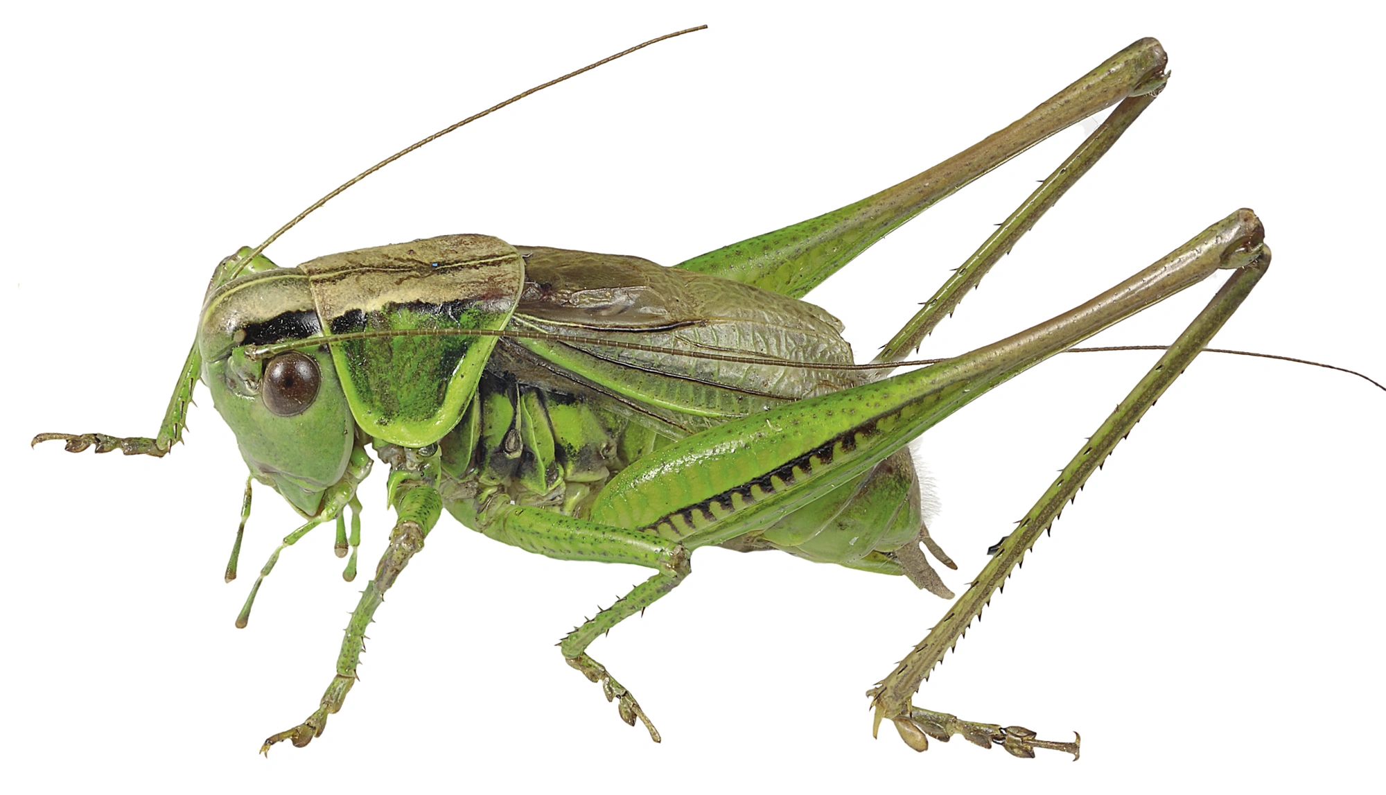 : Metrioptera roeselii.