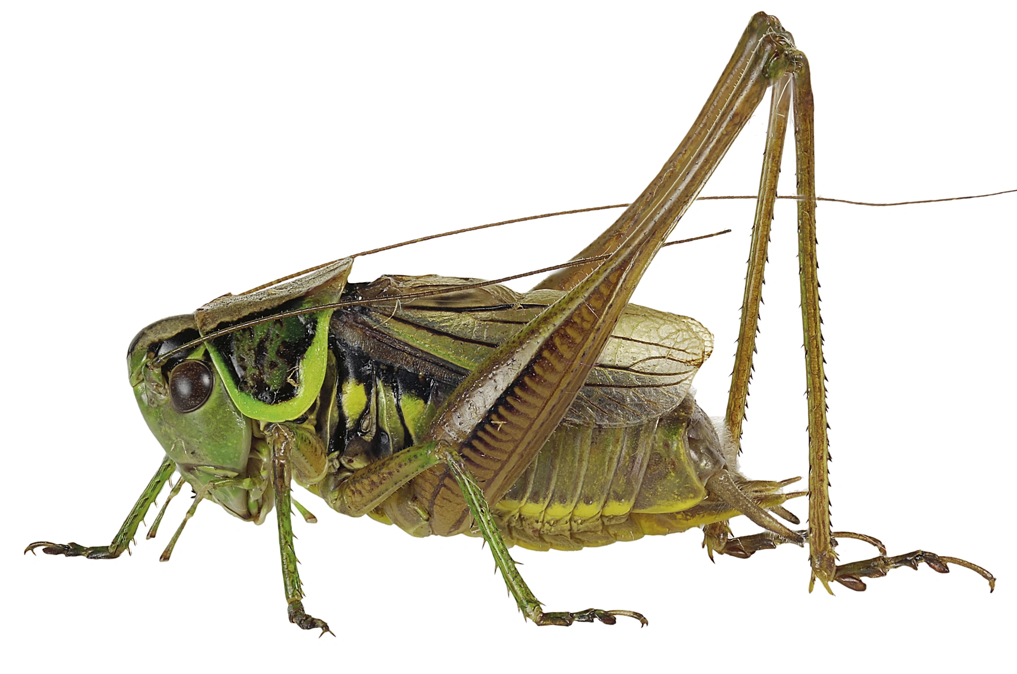 : Metrioptera roeselii.