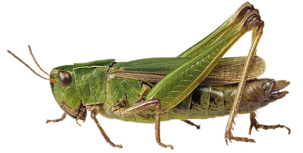 : Omocestus viridulus.