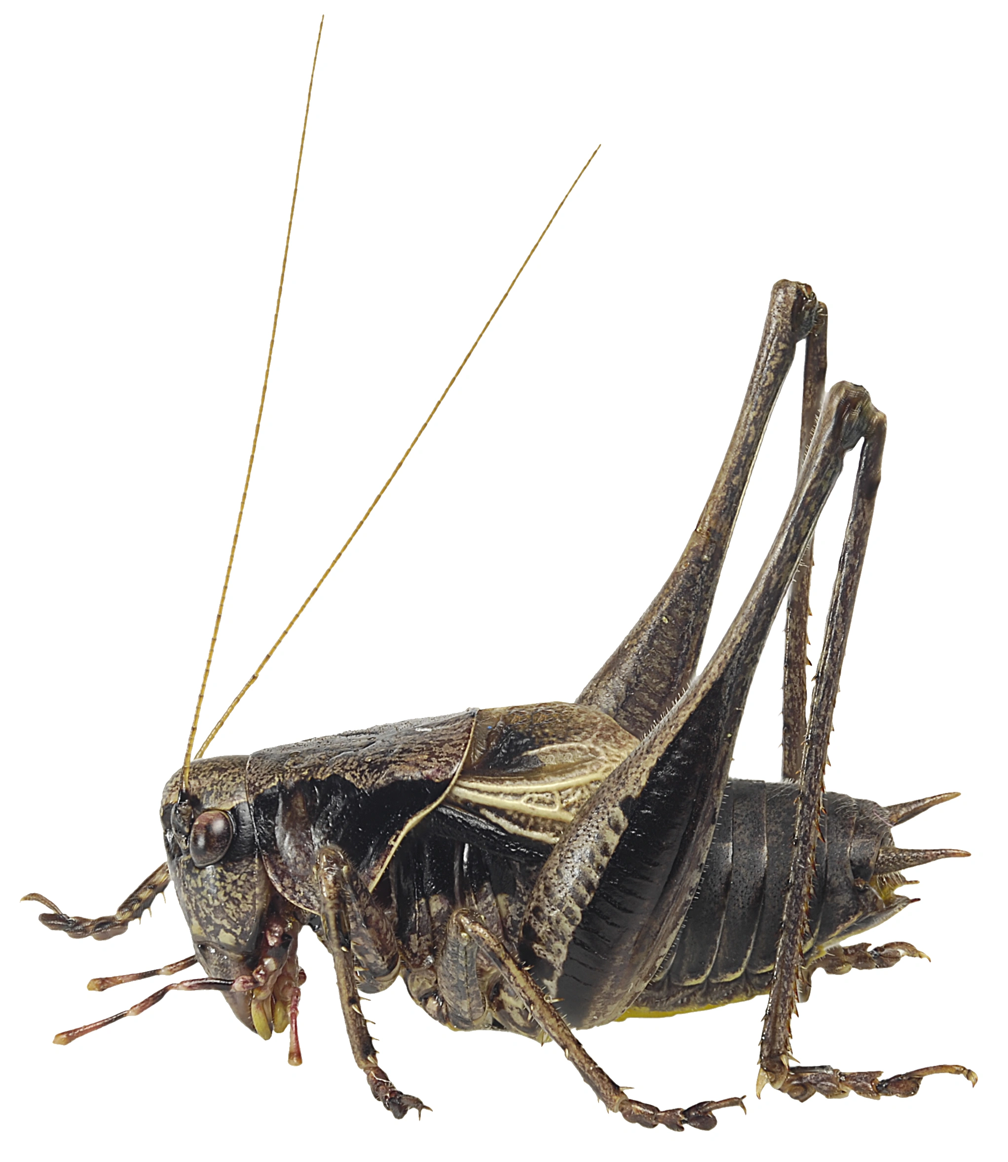 : Pholidoptera griseoaptera.