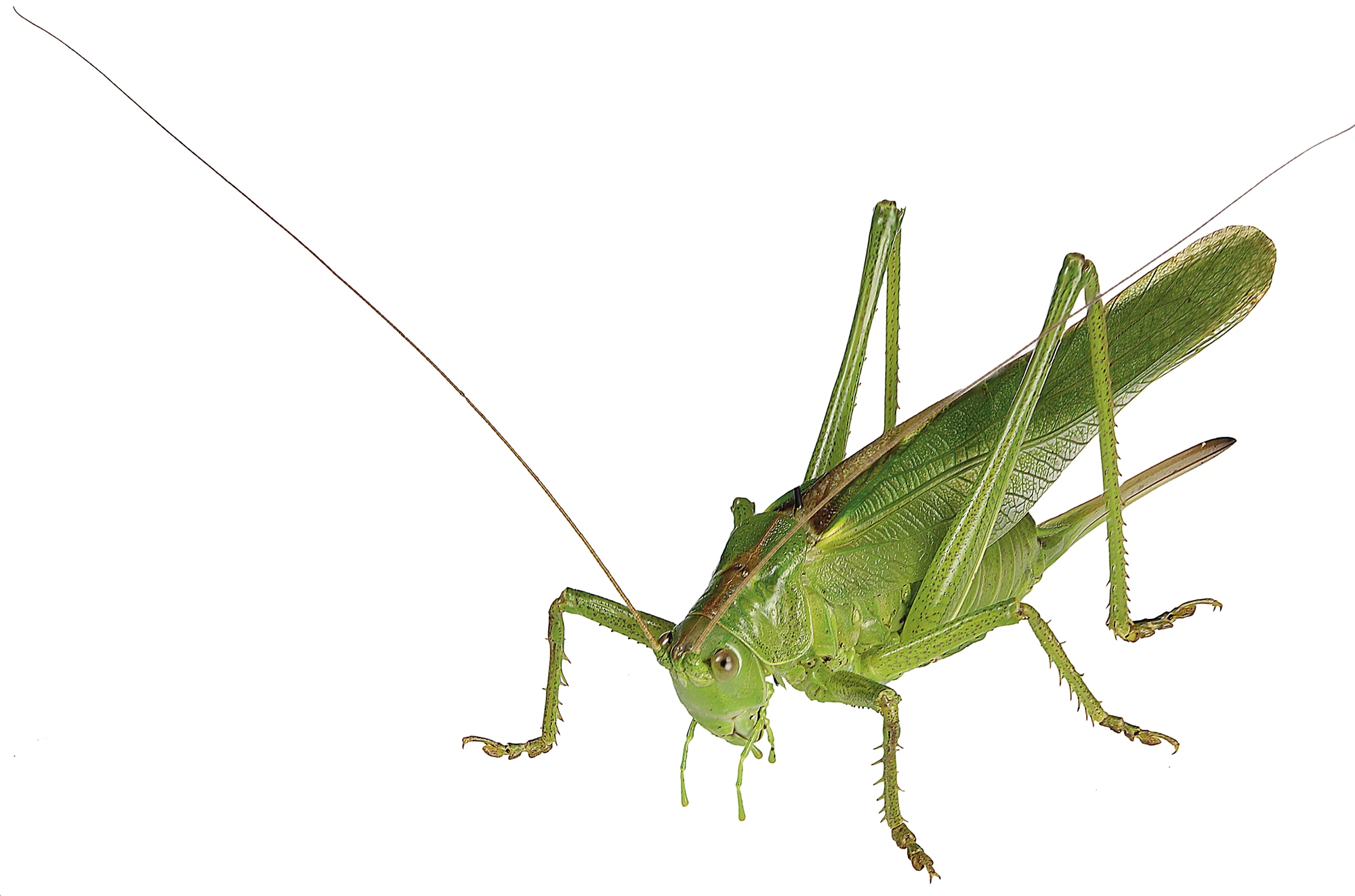 : Tettigonia viridissima.