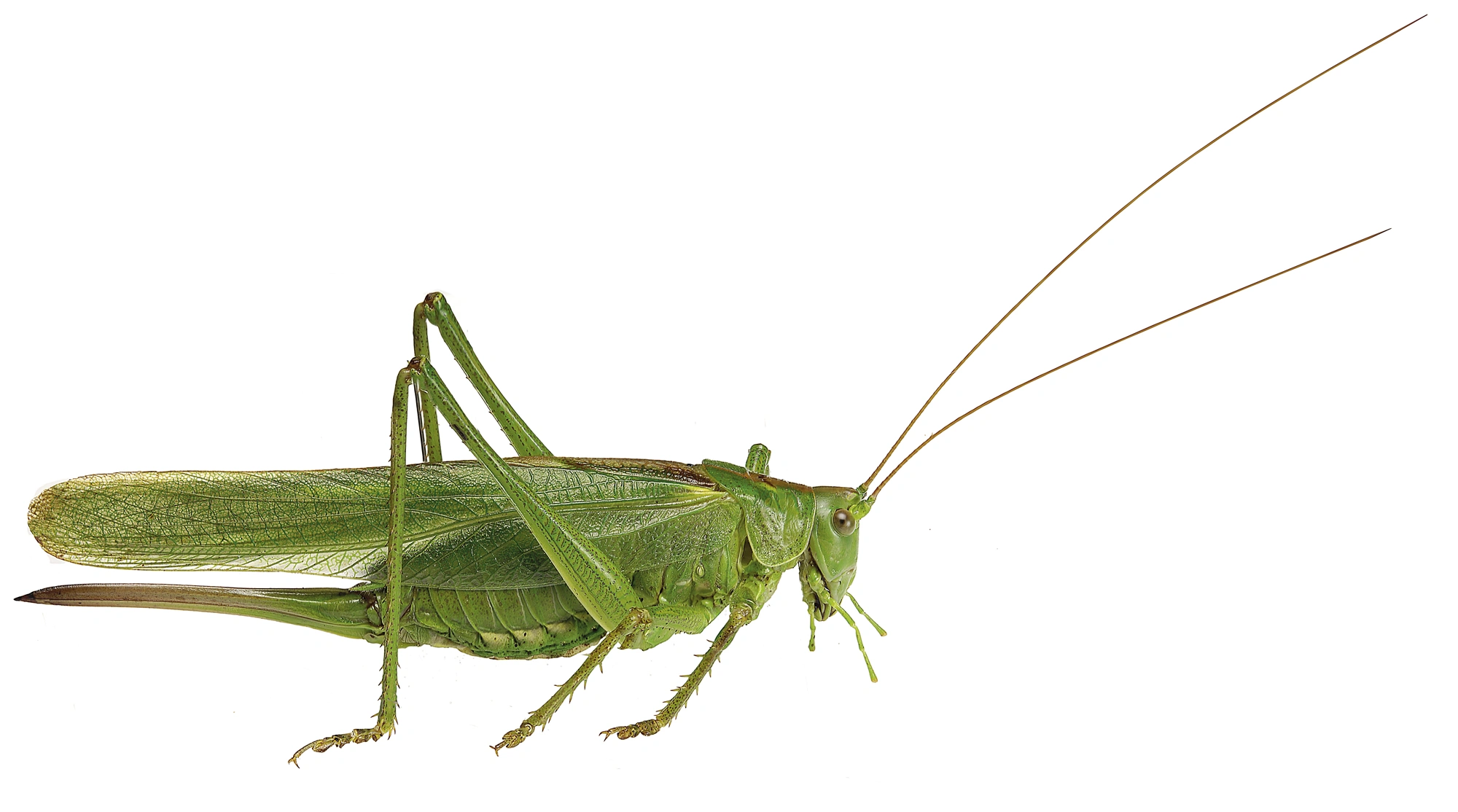 : Tettigonia viridissima.