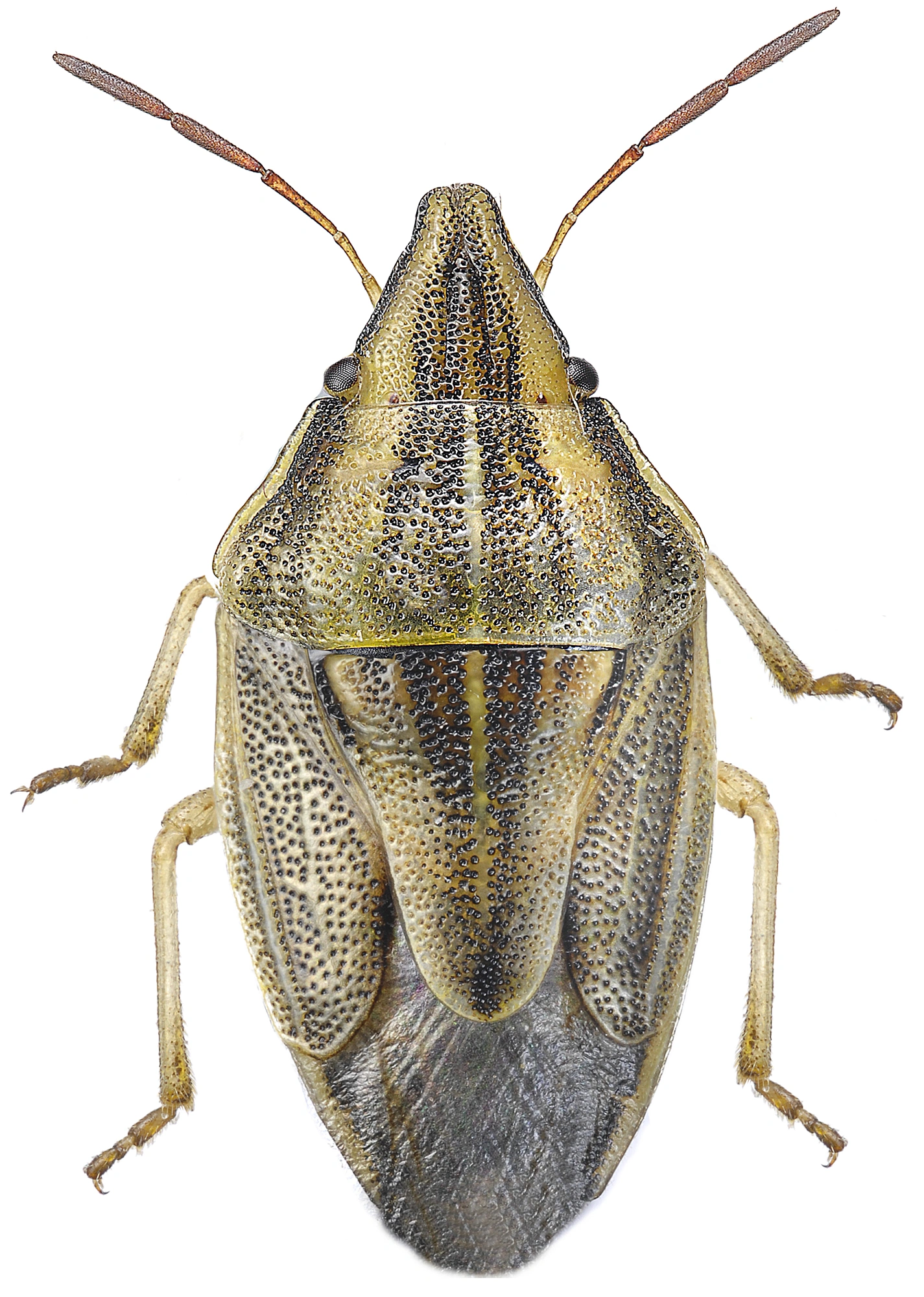 : Aelia acuminata.