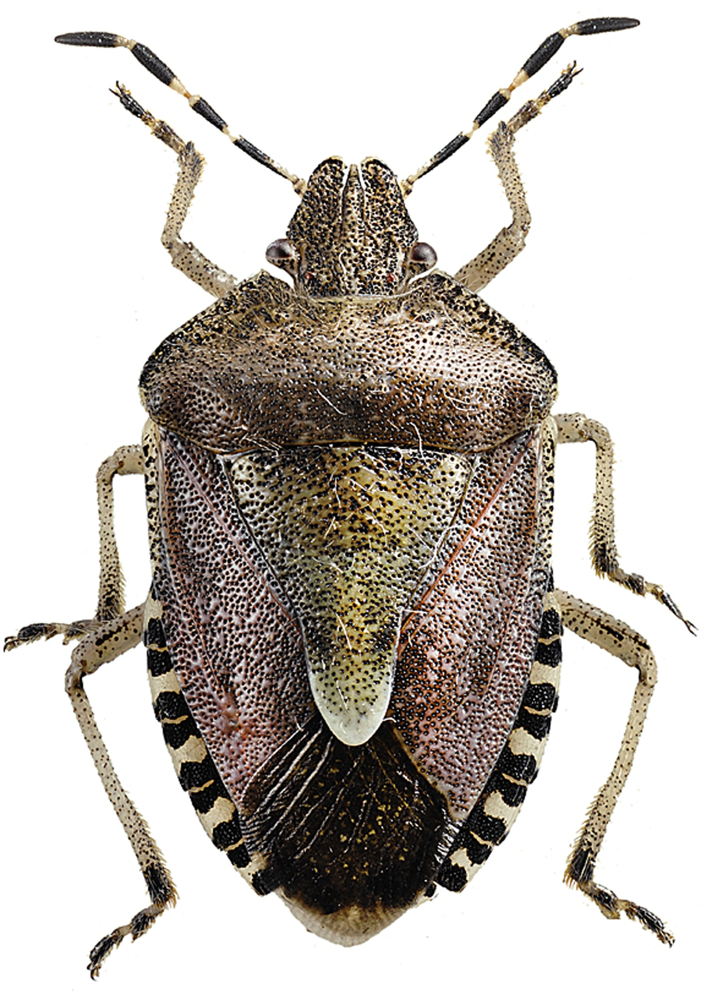 : Dolycoris baccarum.