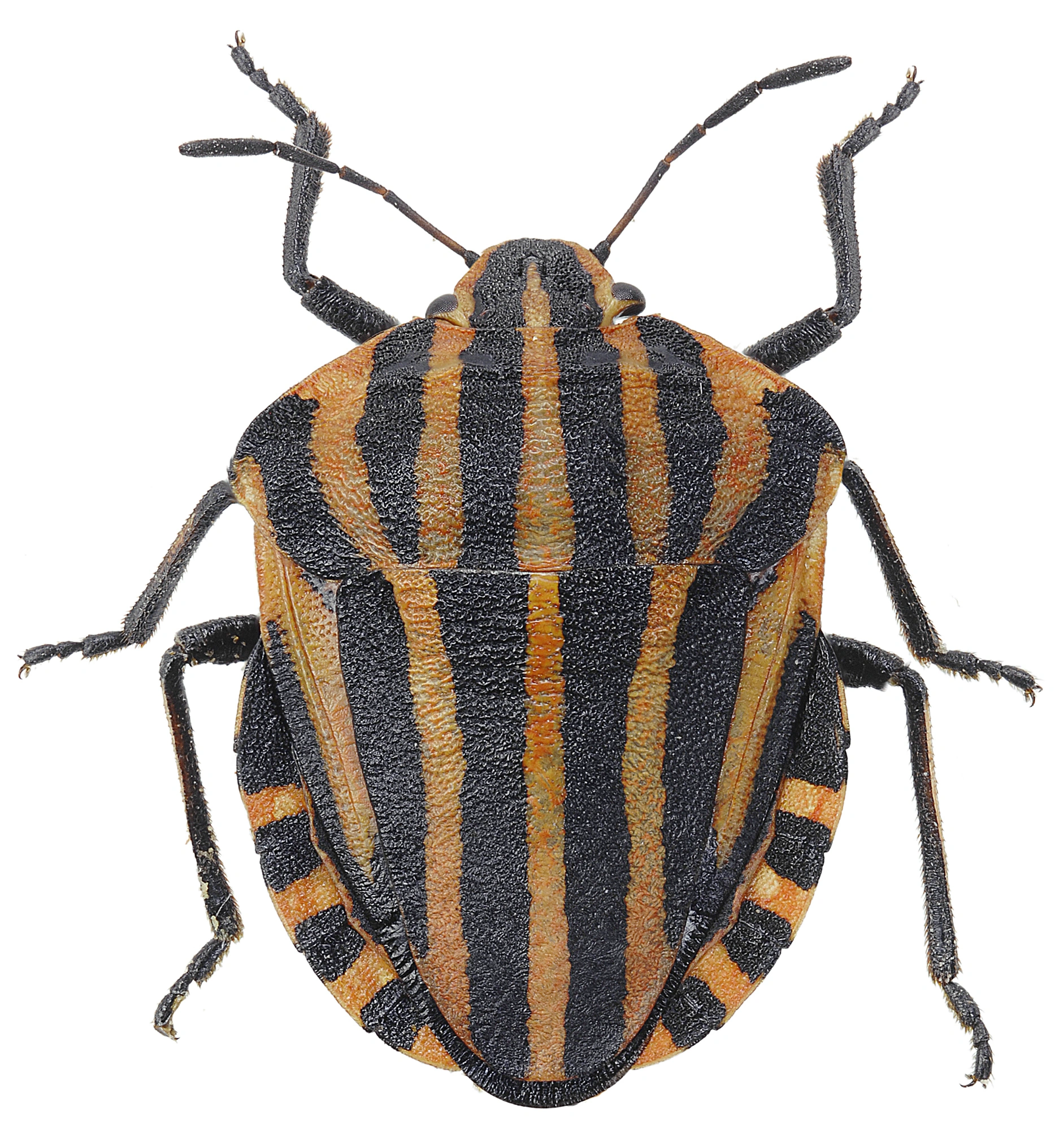 : Graphosoma lineatum.