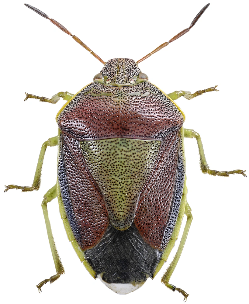 : Piezodorus lituratus.